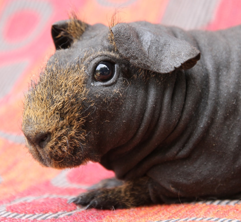 what do skinny pigs eat