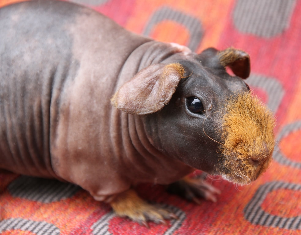 Taking Care Of Your Skinny Pig Carmandale Guinea Pigs